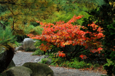 Гамамеліс проміжний «Хелена» (Hamamelis × intermedia ‘Jelena’) восени