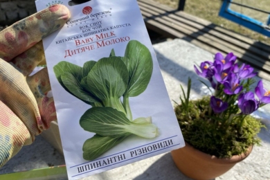 Капуста пак-чой: 10 причин вирощувати на своїй грядці