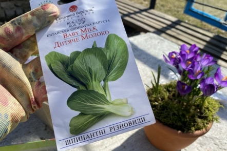 Капуста пак-чой: 10 причин вирощувати на своїй грядці