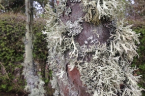 Лишайник на плодовому дереві. © Mary Hutchison
