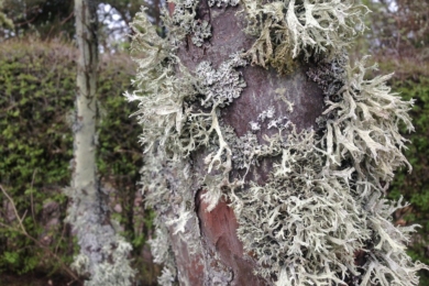 Лишайник на плодовому дереві. © Mary Hutchison
