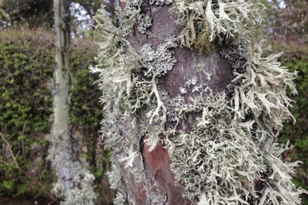 Лишайник на плодовому дереві. © Mary Hutchison
