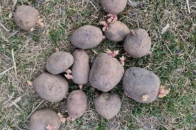 Насіннєва картопля - коли оновлювати?