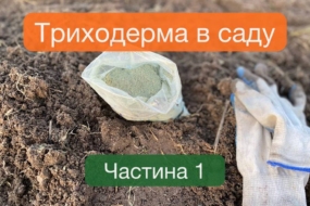 Триходерма в саду: як працює і що треба знати садівнику