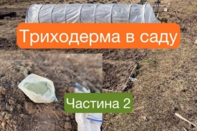 Як застосовувати триходерму: практичні поради та схеми обробок