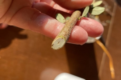 Правильний нижній зріз гілочки кизильника для зимового живцювання