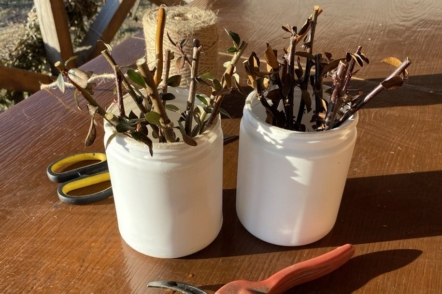 Живцювання декоративних кущів взимку