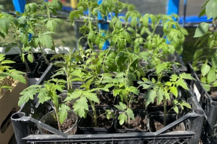 Гартування розсади томатів