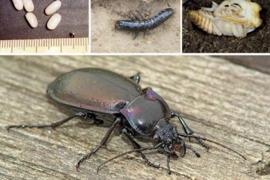 Турун, або жужелиця садова (Carabus hortensis) – стадії розвитку