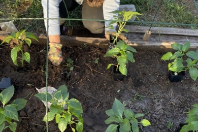 Посівний календар на травень 2026: сприятливі дні (таблиці)